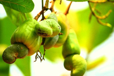 Fruits in Goa - Download Goa Photos